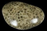 Polished Petoskey Stone (Fossil Coral) - Michigan #177190-1